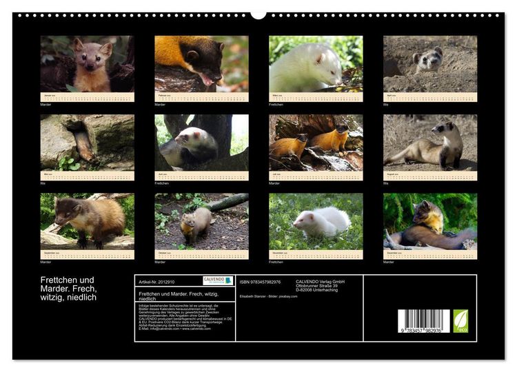 Produktbild: Frettchen und Marder. Frech, witzig, niedlich (hochwertiger Premium Wandkalender 2026 DIN A2 quer), Kunstdruck in Hochglanz