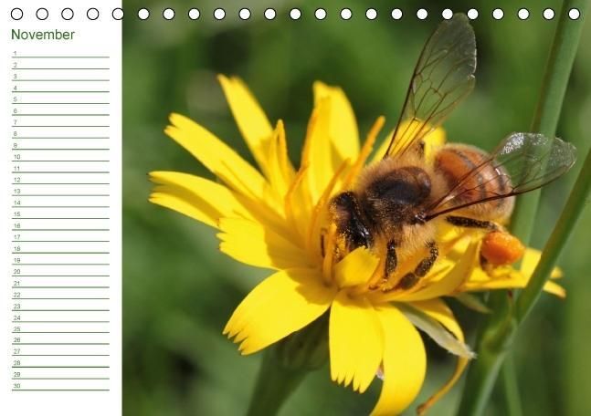 Produktbild: Bienen - Emsige Helfer (Tischkalender immerw&auml;hrend DIN A5 quer)