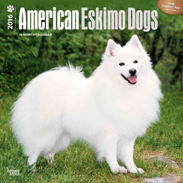 Produktbild: American Eskimo Dogs 2016 Calendar