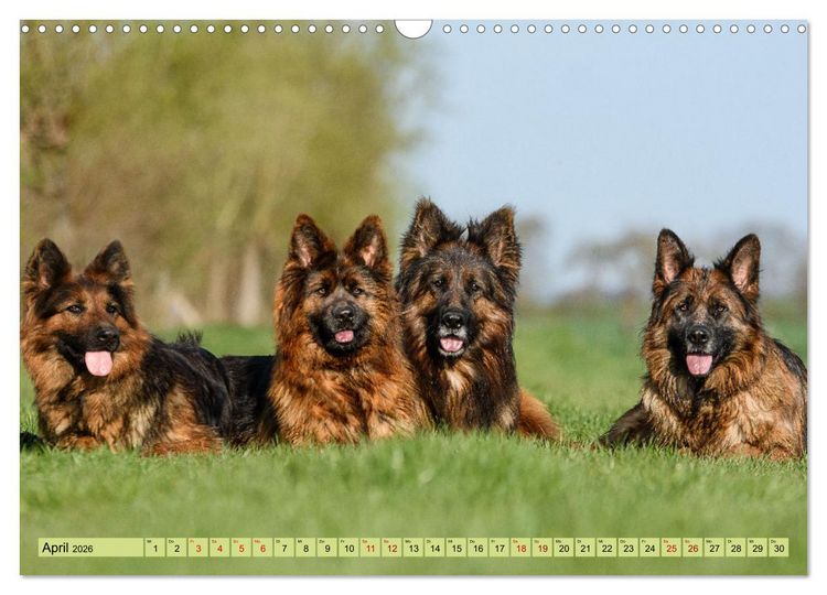 Produktbild: Altdeutsche Sch&auml;ferhunde - Traumhafte Sch&auml;ferhunde Langstockhaar (Wandkalender 2026 DIN A3 quer), CALVENDO Monatskalender