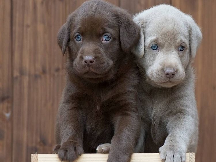 Produktbild: CALVENDO Puzzle Labrador Geschwister | 1000 Teile Lege-Gr&ouml;&szlig;e 64x48cm Foto-Puzzle f&uuml;r gl&uuml;ckliche Stunden