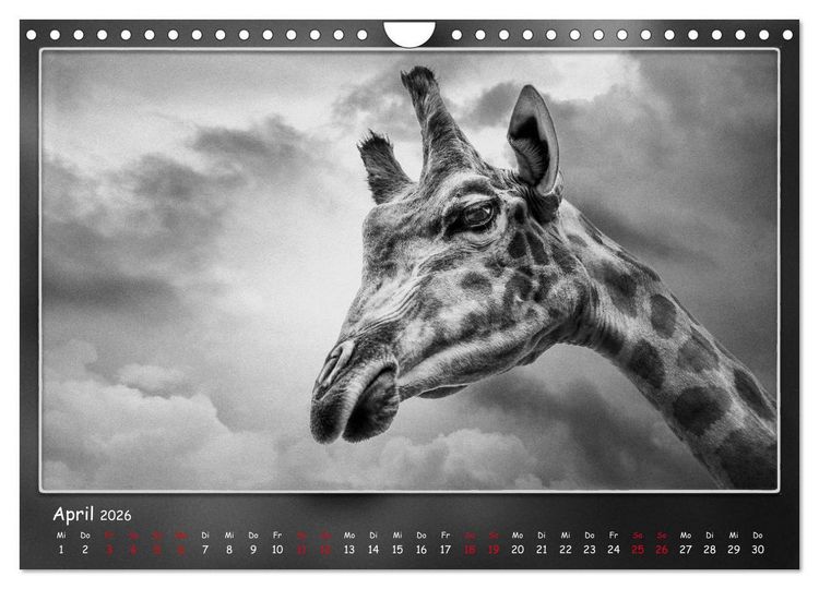 Produktbild: Tieren ins Gesicht geschaut (Wandkalender 2026 DIN A4 quer), CALVENDO Monatskalender