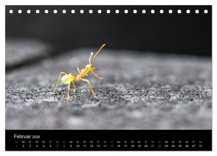 Produktbild: Australien, tierischer Kontinent (Tischkalender 2026 DIN A5 quer), CALVENDO Monatskalender