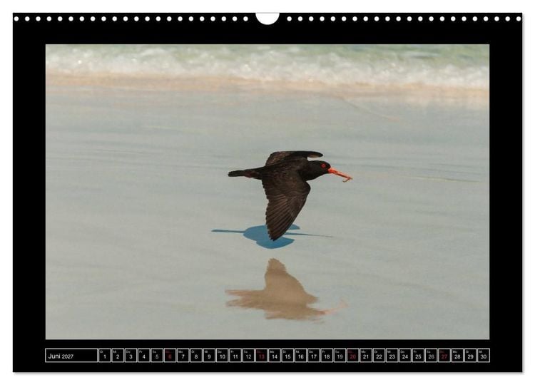 Produktbild: V&ouml;gel von "Down Under" Australien (Wandkalender 2027 DIN A3 quer), CALVENDO Monatskalender