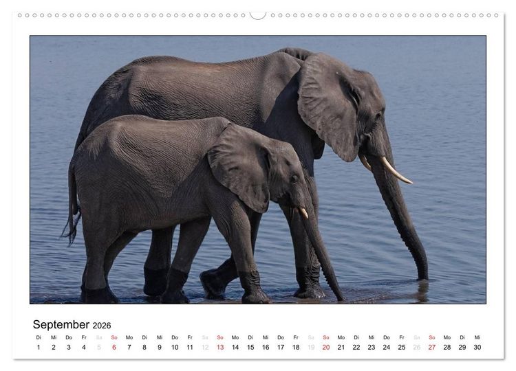 Produktbild: Afrikanische Elefanten (hochwertiger Premium Wandkalender 2026 DIN A2 quer), Kunstdruck in Hochglanz