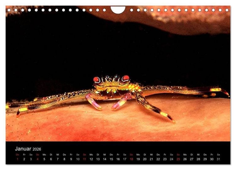 Produktbild: Faszination Makro Unterwasser (Wandkalender 2026 DIN A4 quer), CALVENDO Monatskalender
