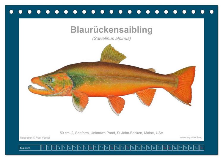 Produktbild: Fisch als Kunst 2026: Amerikanische Saiblinge (Tischkalender 2026 DIN A5 quer), CALVENDO Monatskalender