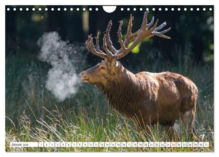 Produktbild: Emotionale Momente: Hirschbrunft (Wandkalender 2026 DIN A4 quer), CALVENDO Monatskalender