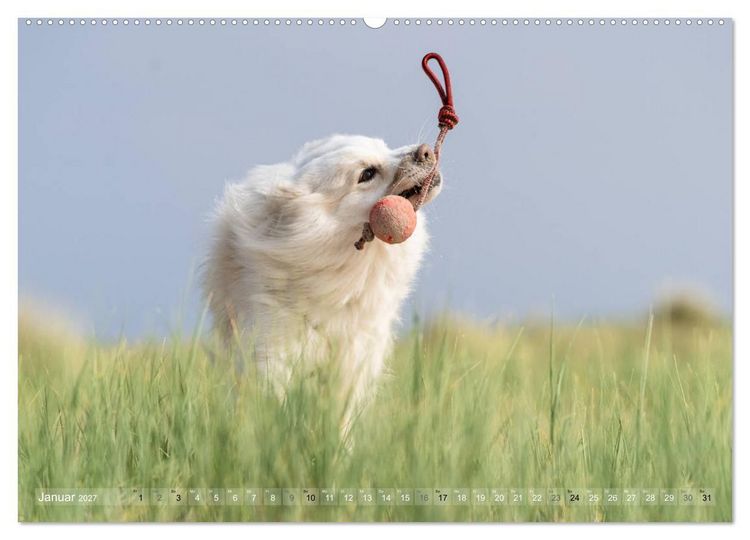 Produktbild: Mit Hunden an den Str&auml;nden von Nord- und Ostsee (hochwertiger Premium Wandkalender 2027 DIN A2 quer), Kunstdruck in Hochglanz