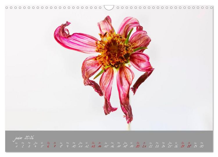 Produktbild: Des fleurs sur le chemin du matin (Calendrier mural 2026 DIN A3 vertical), CALVENDO calendrier mensuel