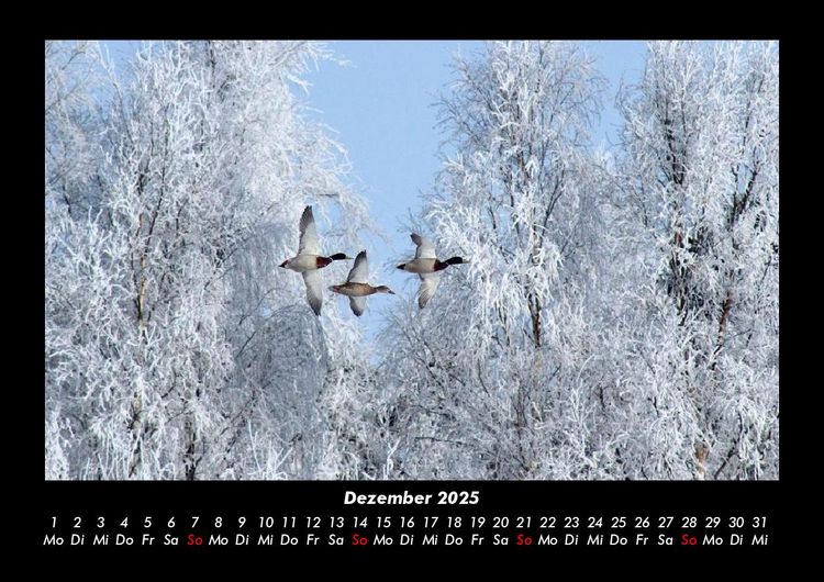 Produktbild: Winterzauber 2025 Fotokalender DIN A3