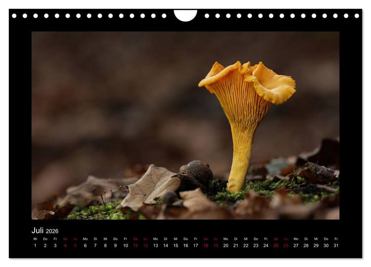 Produktbild: Pilzgalerie - Heimische Pilze aus der Region Rheinland-Pfalz (Wandkalender 2026 DIN A4 quer), CALVENDO Monatskalender