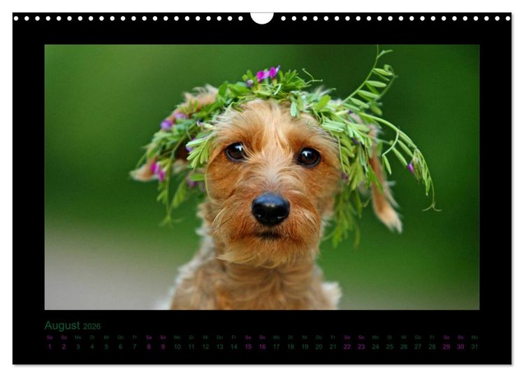 Produktbild: Elli Pirelli... aus dem Leben eines fr&ouml;hlichen Pinscher-Dackel-M&auml;dels (Wandkalender 2026 DIN A3 quer), CALVENDO Monatskalender