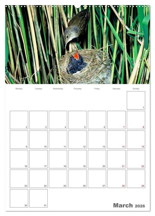 Produktbild: At the dawn of life the secret life of passerines (High Quality Premium Wall Calendar 2026 DIN A2 portrait),CALVENDO 12 Month Wall Calendar