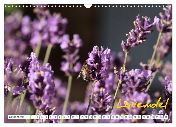 Produktbild: Kr&auml;uter - Gesund, h&uuml;bsch und lecker (Wandkalender 2026 DIN A3 quer), CALVENDO Monatskalender