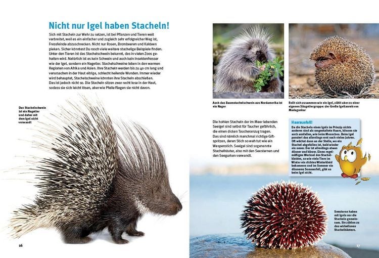 Produktbild: Entdecke die Igel