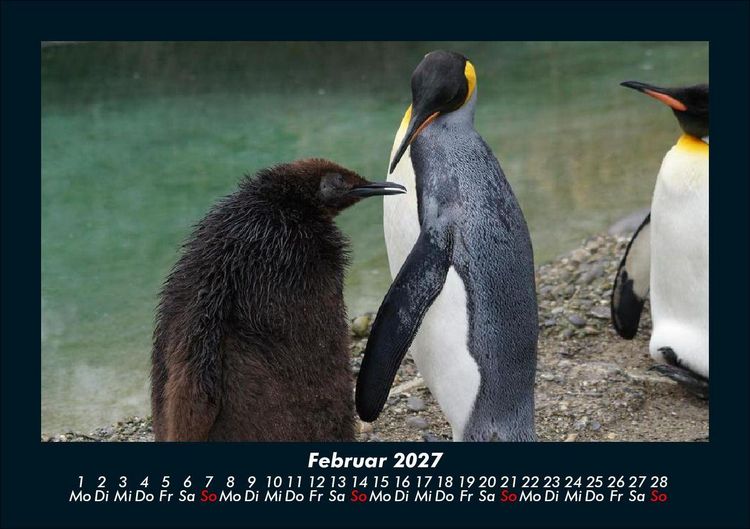 Produktbild: Welt der Tiere 2027 Fotokalender DIN A5