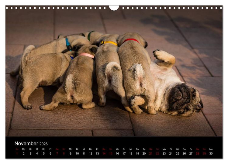 Produktbild: Mopswelpen (Wandkalender 2026 DIN A3 quer), CALVENDO Monatskalender