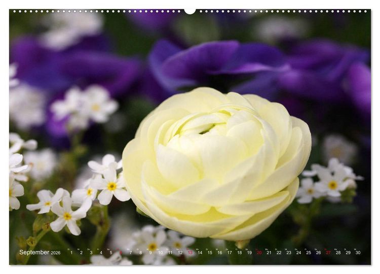 Produktbild: Ranunkeln (Wandkalender 2026 DIN A2 quer), CALVENDO Monatskalender