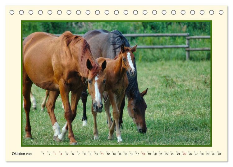 Produktbild: Fr&uuml;hling auf der Pferdeweide (Tischkalender 2026 DIN A5 quer), CALVENDO Monatskalender