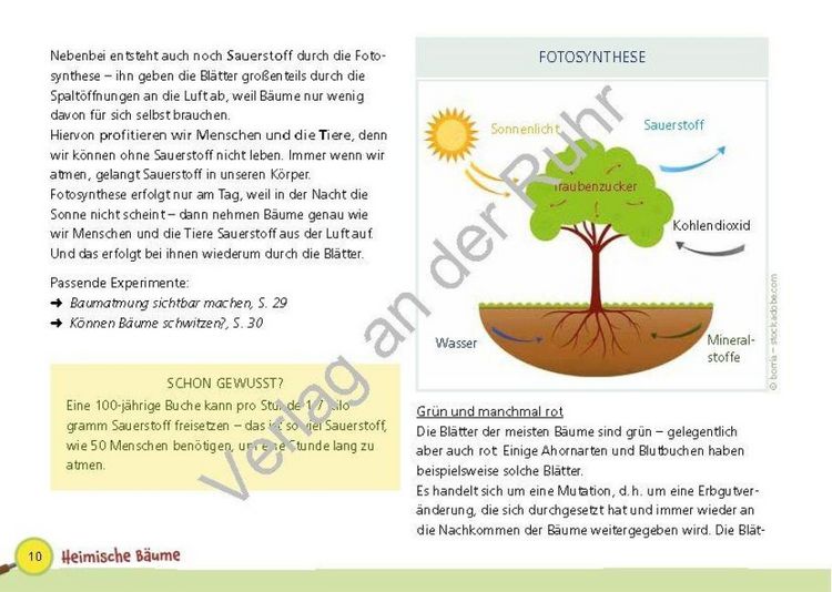 Produktbild: Paket: Heimische B&auml;ume