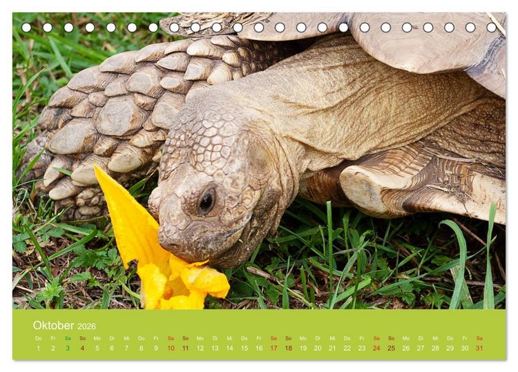 Produktbild: Meine Schildkr&ouml;ten (Tischkalender 2026 DIN A5 quer), CALVENDO Monatskalender