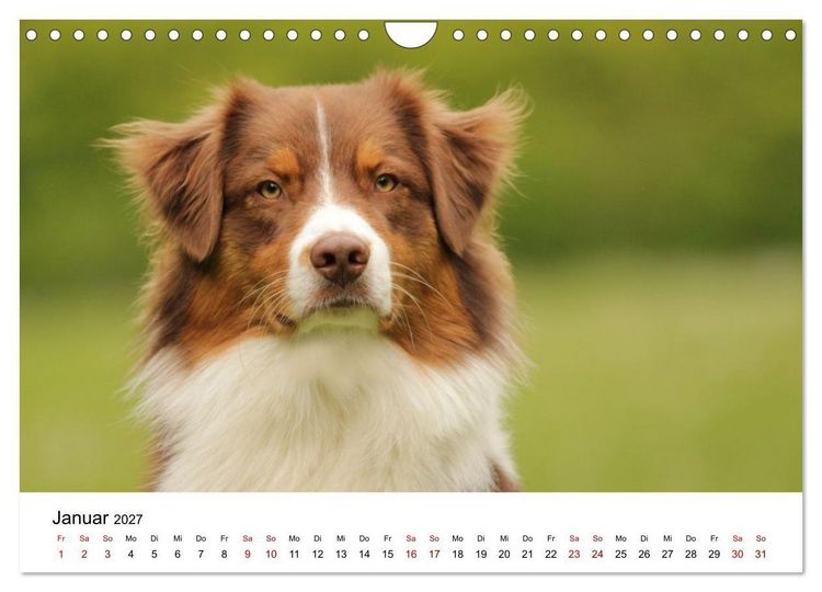 Produktbild: Australian Shepherd - Treue Blicke, wilde Herzen (Wandkalender 2027 DIN A4 quer), CALVENDO Monatskalender