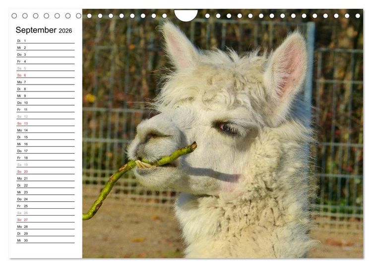 Produktbild: Alpakas und Lamas (Wandkalender 2026 DIN A4 quer), CALVENDO Monatskalender