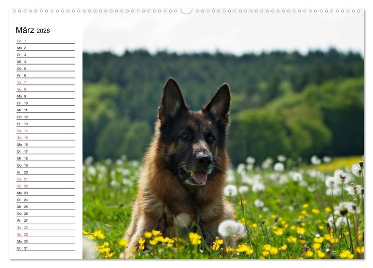 Produktbild: Deutsche Sch&auml;ferhunde - Senioren auf vier Pfoten (hochwertiger Premium Wandkalender 2026 DIN A2 quer), Kunstdruck in Hochglanz