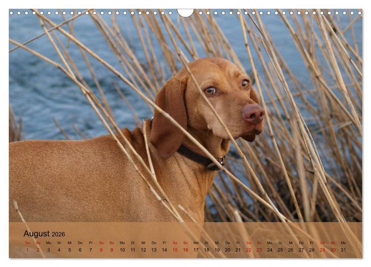 Produktbild: Magyar Vizsla - Ungarischer Vorstehhund (Wandkalender 2026 DIN A3 quer), CALVENDO Monatskalender
