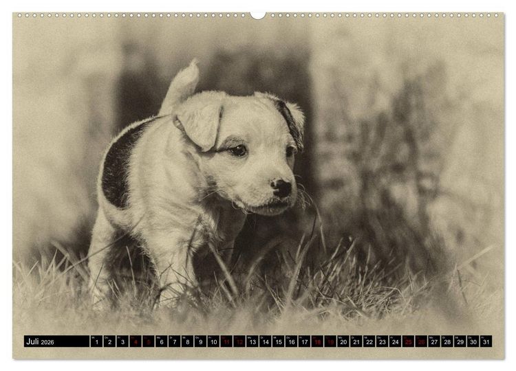 Produktbild: Parson Jack Russel Welpen (Wandkalender 2026 DIN A2 quer), CALVENDO Monatskalender