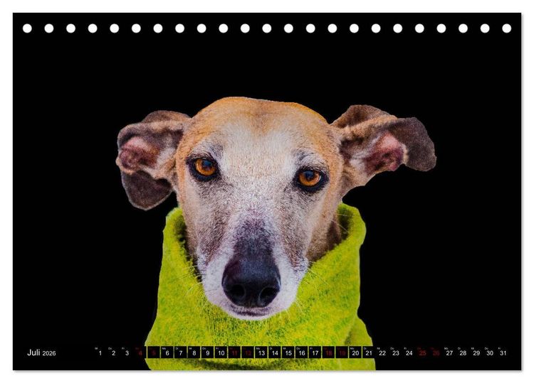 Produktbild: Windhunde - eine Leidenschaft (Tischkalender 2026 DIN A5 quer), CALVENDO Monatskalender