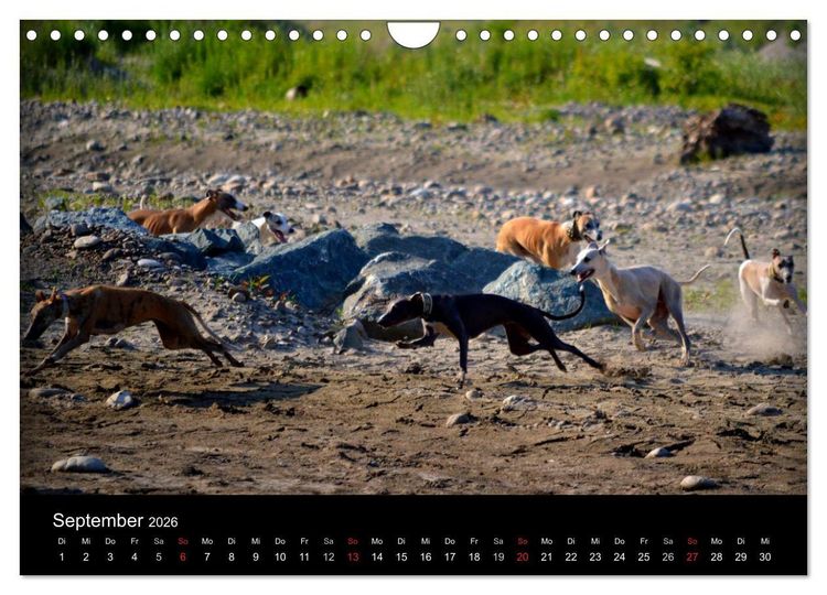 Produktbild: Whippets in Aktion (Wandkalender 2026 DIN A4 quer), CALVENDO Monatskalender