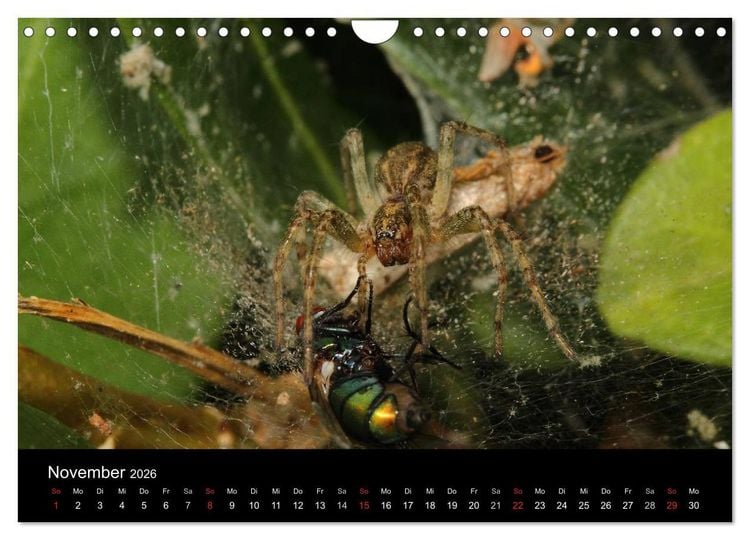 Produktbild: Unsere Spinnen - im Gespr&auml;ch (Wandkalender 2026 DIN A4 quer), CALVENDO Monatskalender