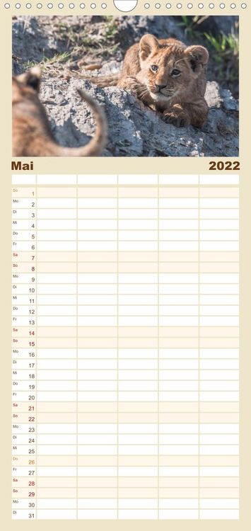 Produktbild: L&ouml;wen - Raubkatzen Afrikas - Familienplaner hoch (Wandkalender 2022 , 21 cm x 45 cm, hoch)