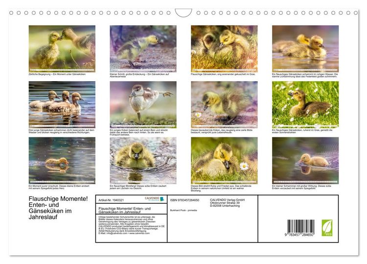 Produktbild: Flauschige Momente! Enten- und G&auml;nsek&uuml;ken im Jahreslauf (Wandkalender 2026 DIN A3 quer), CALVENDO Monatskalender