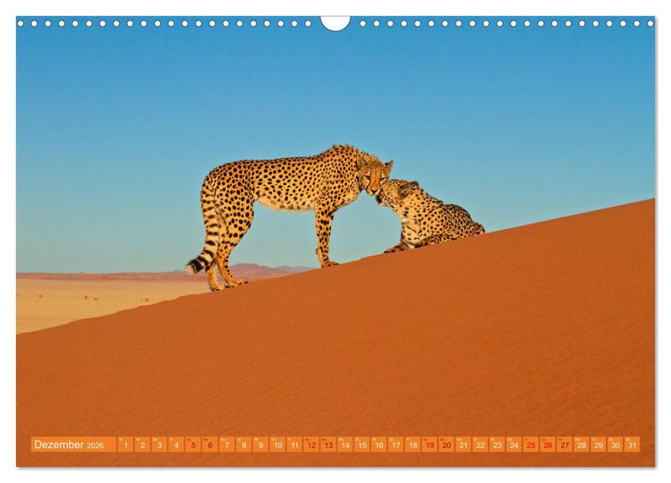 Produktbild: Afrikas Tierwelt - Geparde (Wandkalender 2026 DIN A3 quer), CALVENDO Monatskalender