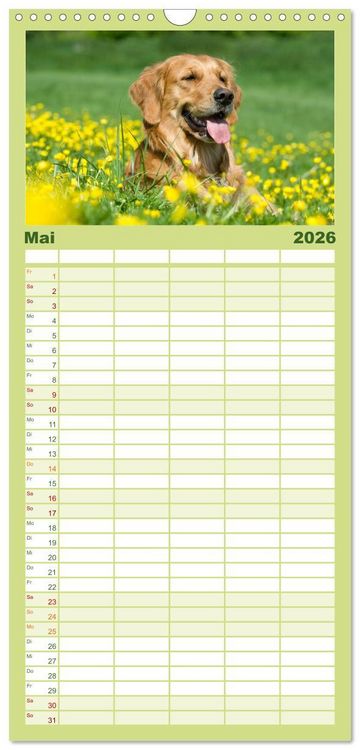 Produktbild: Familienplaner 2026 - Golden Retriever mit 5 Spalten (Wandkalender, 21 x 45 cm) CALVENDO