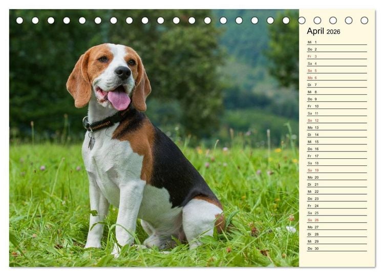 Produktbild: Beagle - Herz auf 4 Pfoten (Tischkalender 2026 DIN A5 quer), CALVENDO Monatskalender