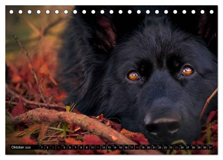 Produktbild: Schwarz ist sch&ouml;n! Der lackschwarze altdeutsche Sch&auml;ferhund (Tischkalender 2026 DIN A5 quer), CALVENDO Monatskalender