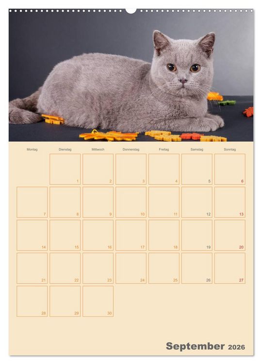 Produktbild: Britisch Kurzhaar Katzen - Planer (Wandkalender 2026 DIN A2 hoch), CALVENDO Monatskalender