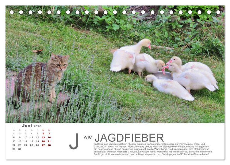 Produktbild: Katzen ABC (Tischkalender 2026 DIN A5 quer), CALVENDO Monatskalender