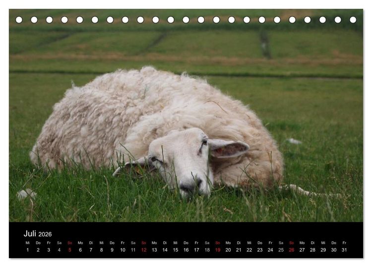 Produktbild: Schafe in Dithmarschen (Tischkalender 2026 DIN A5 quer), CALVENDO Monatskalender