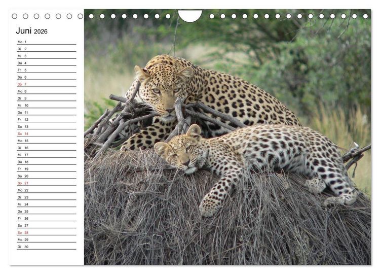 Produktbild: Leoparden. Elegante J&auml;ger (Wandkalender 2026 DIN A4 quer), CALVENDO Monatskalender