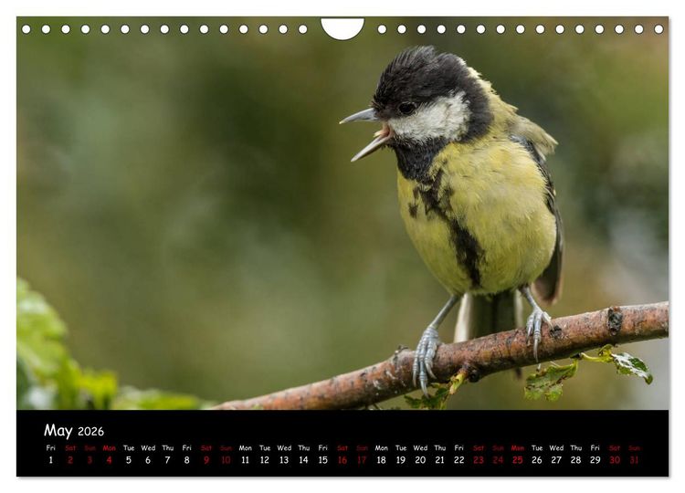 Produktbild: Popular garden birds of the united kingdom (Wall Calendar 2026 DIN A4 landscape), CALVENDO 12 Month Wall Calendar