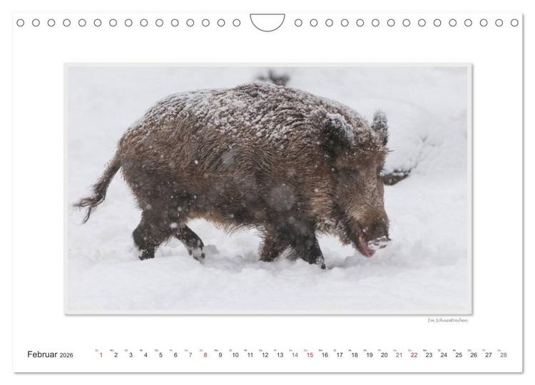 Produktbild: Emotionale Momente: Das Wildschwein. / CH-Version (Wandkalender 2026 DIN A4 quer), CALVENDO Monatskalender