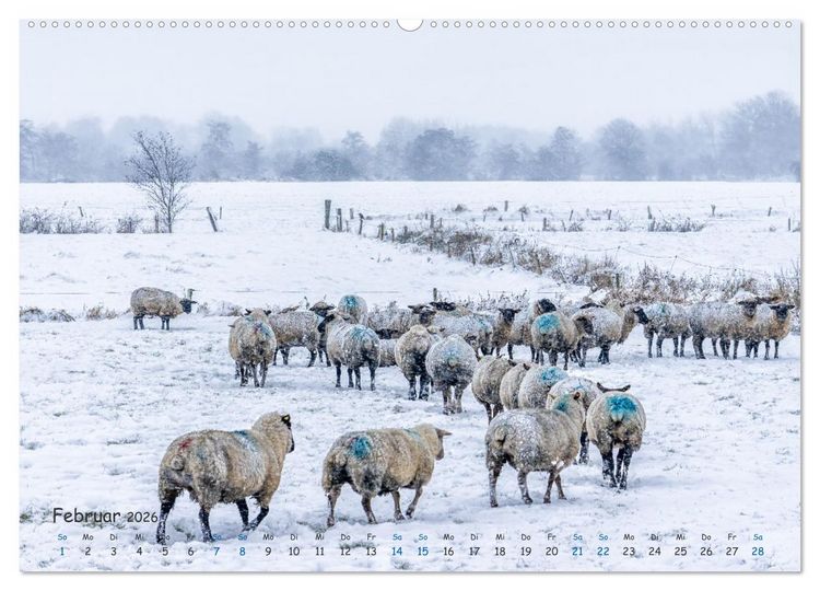 Produktbild: Westk&uuml;ste - Zwischen St. Peter Ording, B&uuml;sum und Elbe (Wandkalender 2026 DIN A2 quer), CALVENDO Monatskalender