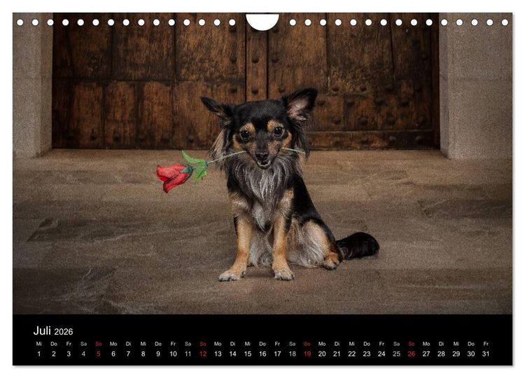 Produktbild: Chihuahuas - Cool and Cute (Wandkalender 2026 DIN A4 quer), CALVENDO Monatskalender