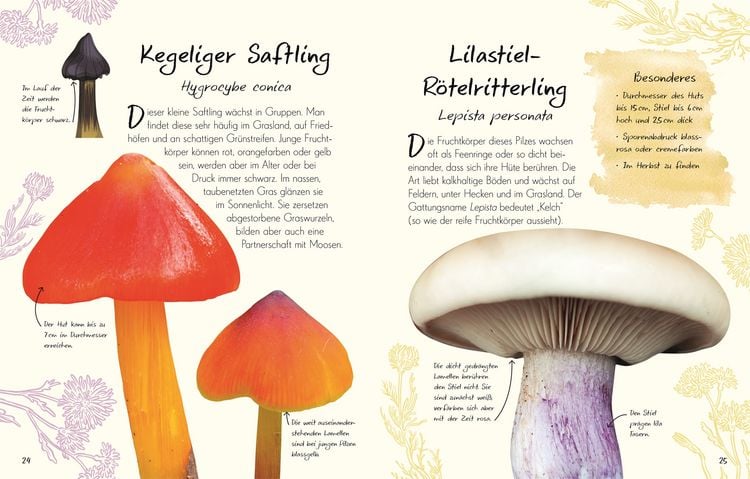 Produktbild: Wundervolle Welt &ndash; Kleine Sch&auml;tze. Pilze