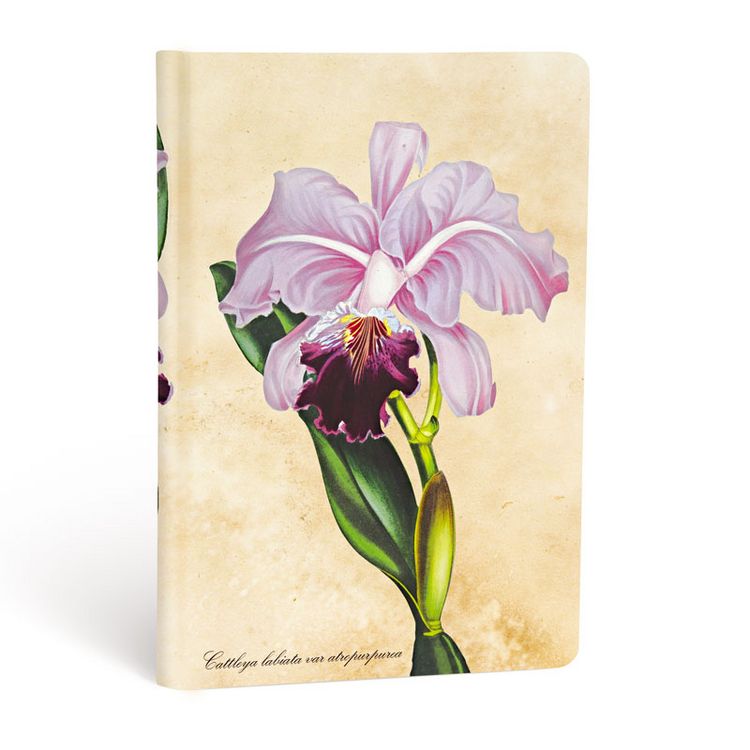 Produktbild: Hardcover Notizbuch Brasilianische Orchidee, Mini, Unliniert